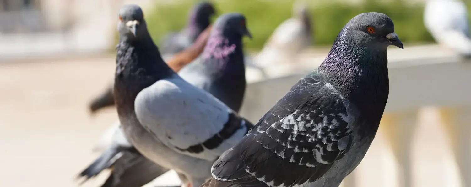 pigeon sitting in a sun