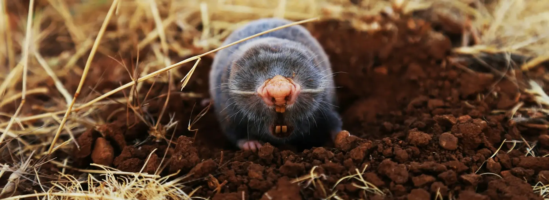 mole digging the ground